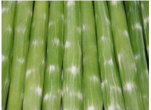 江西蔬菜价格
